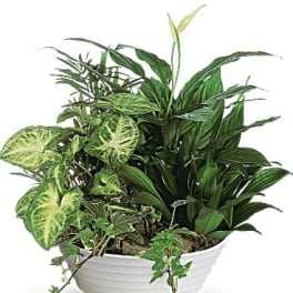 Mixed green houseplants arranged in a white ceramic planter