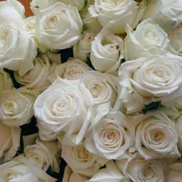 Close-up of a bouquet of white roses