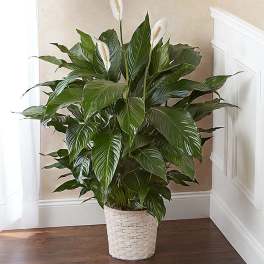 Potted peace lily plant with white blooms in a woven basket