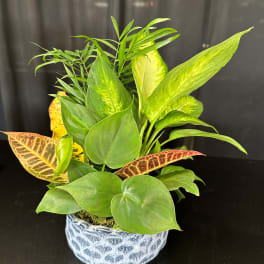 Mixed green houseplant arrangement in a blue ceramic pot