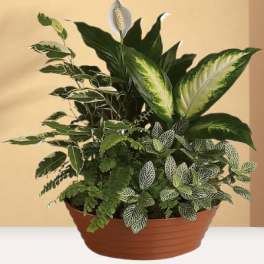 Dish Garden green plants