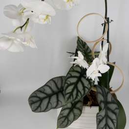 White orchid arrangement in a white pot with decorative rings