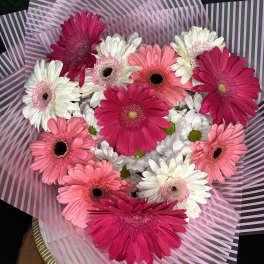 Bouquet of pink, white, and coral gerbera daisies wrapped in striped paper