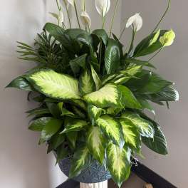 Large potted arrangement of white peace lilies and variegated green foliage
