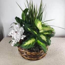 White flowers and green foliage arranged in a wicker basket