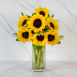 Bouquet of yellow sunflowers in a clear glass vase