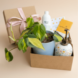 Potted variegated plant in a gift box with a ribbon and care items