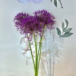 BUNCH OF THE WEEK - GLADIATOR ALLIUMS!