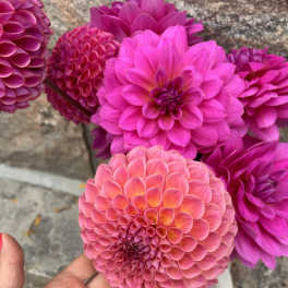 Bright pink and coral dahlia blooms held in a hand