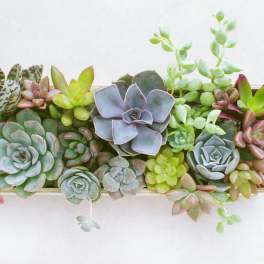 Rectangular succulent arrangement with rosette plants in a shallow planter