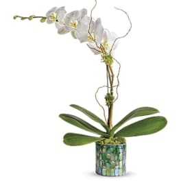 Teleflora's Stained Glass Orchid