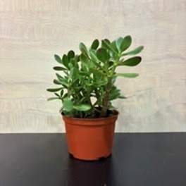 Houseplant Jade