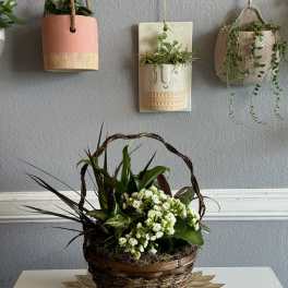 Basket arrangement with white flowers and mixed green plants