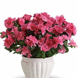 Pink azalea plant in a white ceramic pot