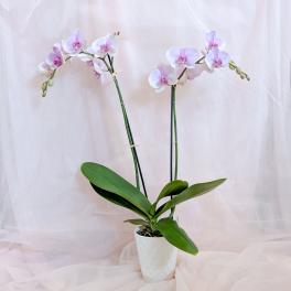 Potted orchid with pale pink blooms in a white pot