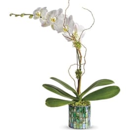 White orchid plant in a mosaic-patterned pot