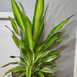 Perfect Plant Pairing