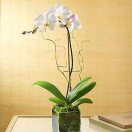 Single Orchid Plant