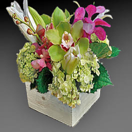 Mixed orchid arrangement in a white wooden box