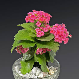 Pink flowering plant in a glass bowl with white pebbles