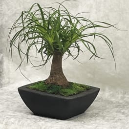 Potted ponytail palm in a black square planter