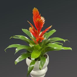 Potted bromeliad with bright red-orange blooms in a white ceramic pot