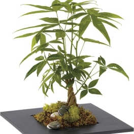 Potted money tree in a black square planter with moss and stones