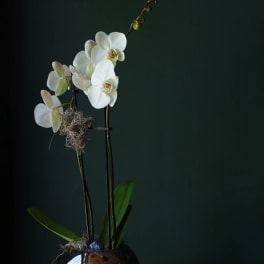 White orchids in a round reflective pot with green leaves