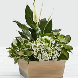White flowers and green plants arranged in a wooden box