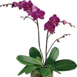 Purple orchid plant in a glass pot with pebbles