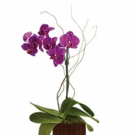 Purple orchid plant in a square wooden planter