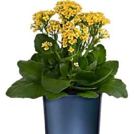 Yellow flowers in a blue glass vase with broad green leaves