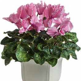 Pink cyclamen in a white planter