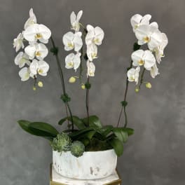 White orchids in a white planter with succulents
