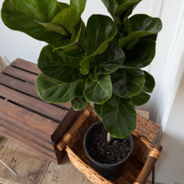 8" Fiddle Leaf Fig
