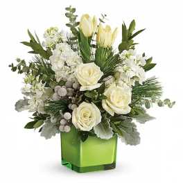 WINTER POP