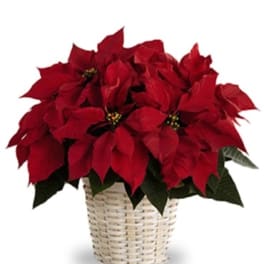 Red poinsettia plant in a woven basket