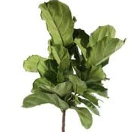 Potted green houseplant with broad leaves in a woven planter