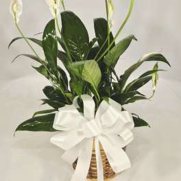 Peace Lily Plant