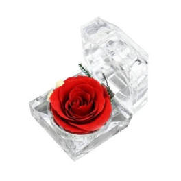 Single red rose in a clear acrylic box