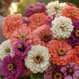 Bouquet of coral, white, and purple zinnias