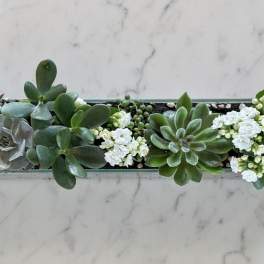 The Sassy Succulent rectangle edition!