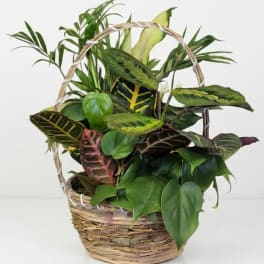 8" Dish Garden in Wicker Basket