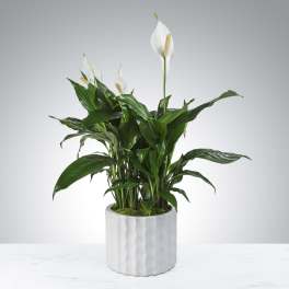 Modern Spathiphyllum Plant by BloomNation™