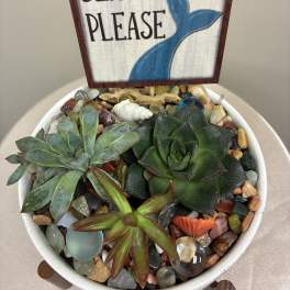 Beach Place Succulent Garden