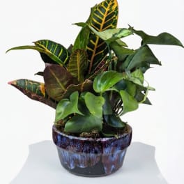 Potted croton plant with multicolored leaves in a ceramic pot