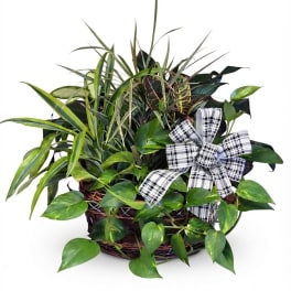 Laundry Basket C Dish Garden