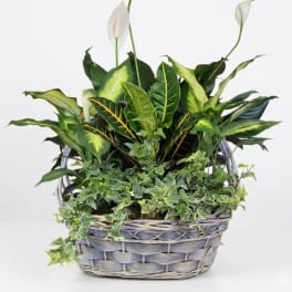 Laundry Basket B Dish Garden