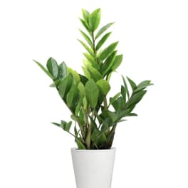Potted green houseplant in a white planter