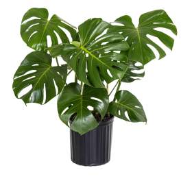 Potted monstera plant with large split green leaves